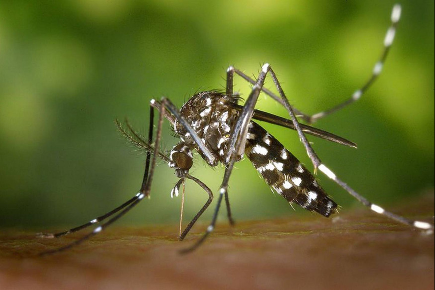 Comment l'Etat lutte contre les moustiques potentiellement vecteurs de maladies dans le Var
