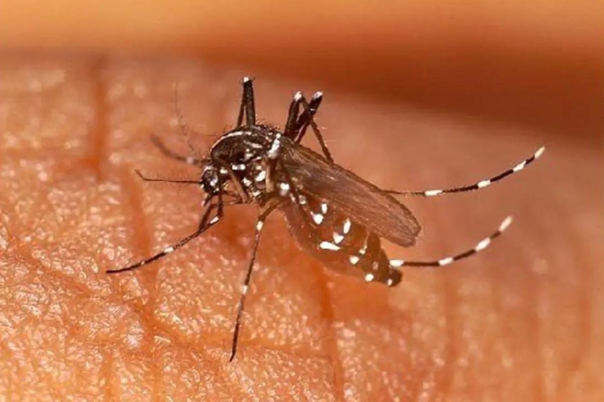 Frelons asiatiques, moustiques et guêpes : les conseils des lecteurs pour se débarrasser de ces insectes