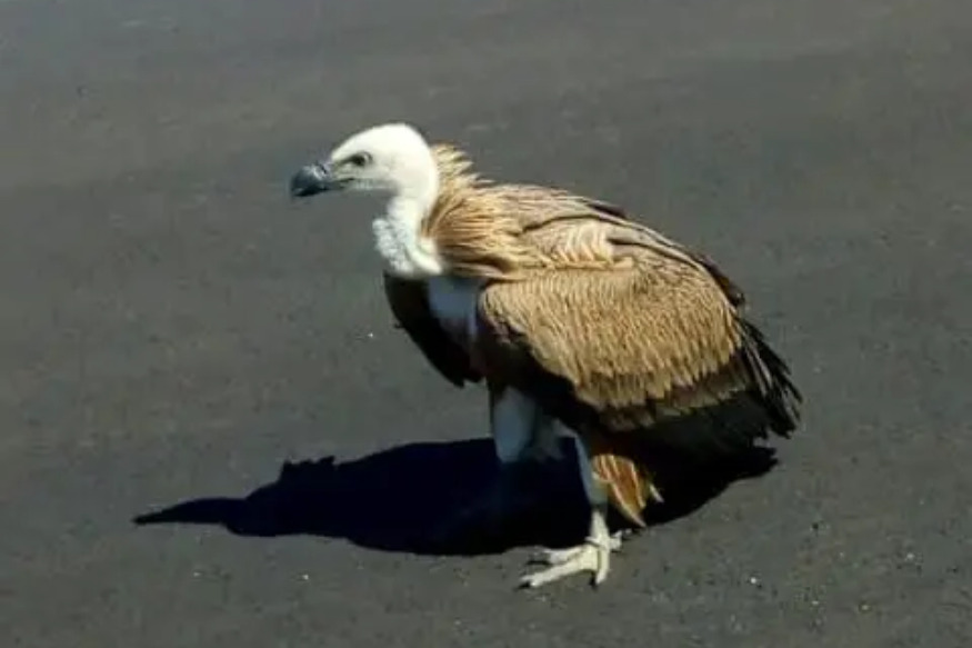Un vautour égaré sur le circuit Paul Ricard