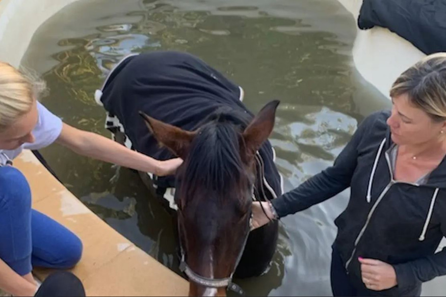 De retour chez eux, ils trouvent un cheval dans leur piscine à Sanary